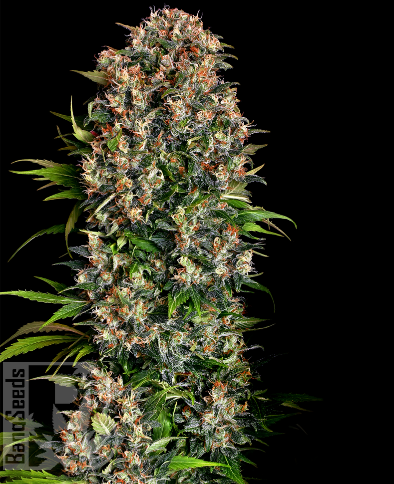 Семена марихуаны  Big Devil feminised Ganja Seeds