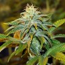 купить семена конопли дешево White Diesel Haze feminised