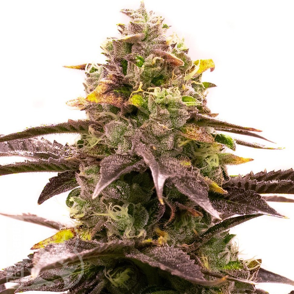 Семена ганжа  White Diesel Haze feminised Ganja Seeds