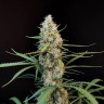 Семена ганжа  White Diesel Haze feminised Ganja Seeds