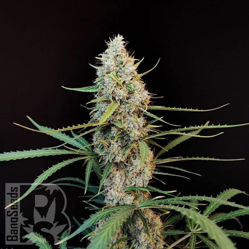 Семена ганжа  White Diesel Haze feminised Ganja Seeds