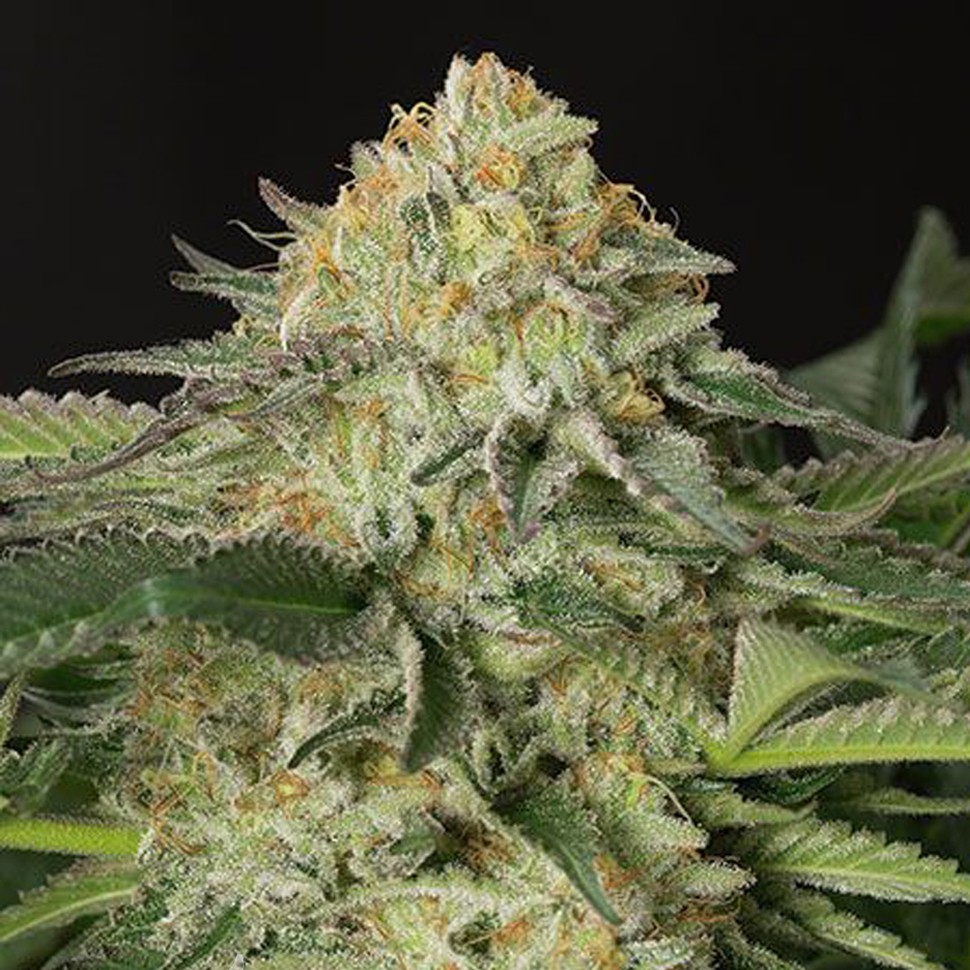 Семена  Amnesia Lemon feminised Ganja Seeds