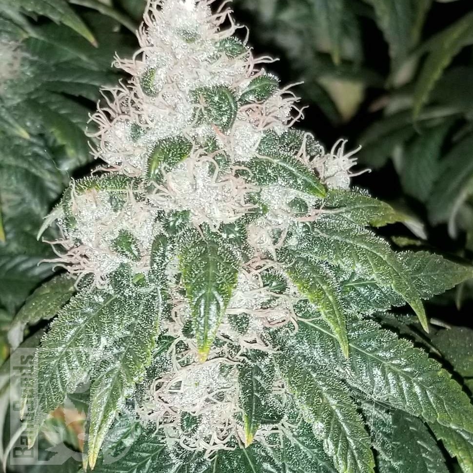 Семена  Amnesia Lemon feminised Ganja Seeds