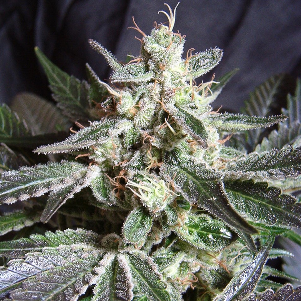 Семена  Black Jack feminised Ganja Seeds