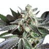 Семена  Black Jack feminised Ganja Seeds