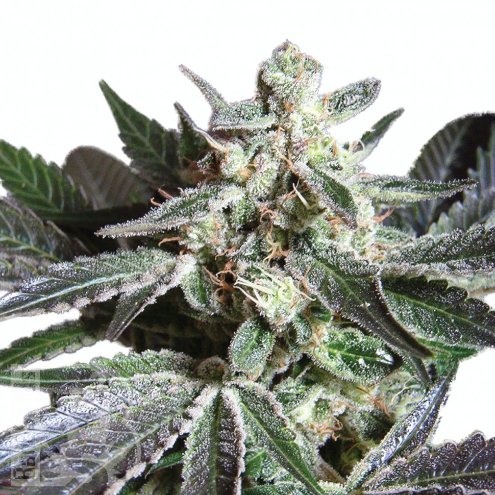 Семена  Black Jack feminised Ganja Seeds