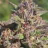 Семена  Black Jack feminised Ganja Seeds