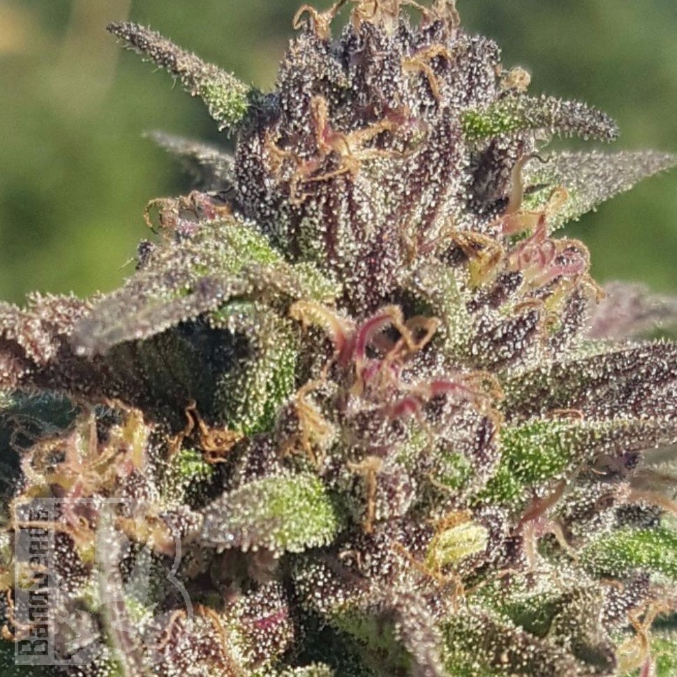 Семена  Black Jack feminised Ganja Seeds