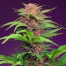 Семена каннабиса  Auto Mimosa Bruce Banner XL feminised Ganja Seeds
