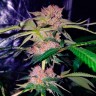 Семена каннабиса  Auto Mimosa Bruce Banner XL feminised Ganja Seeds