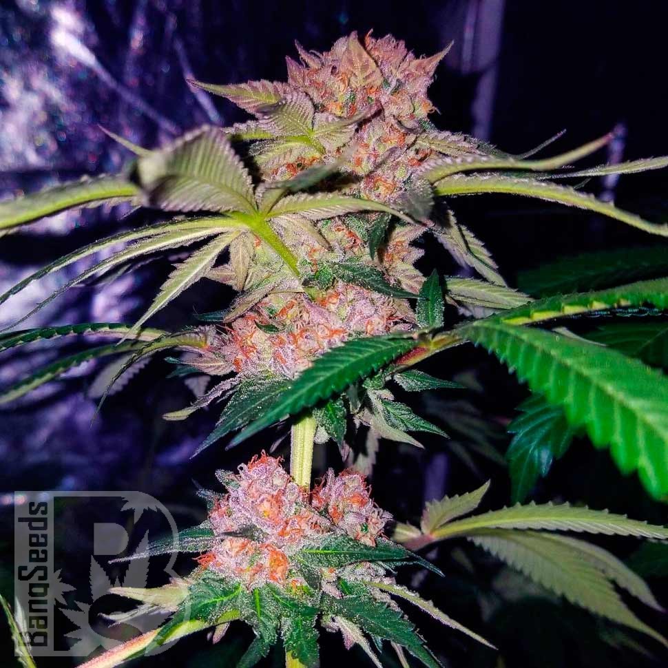 Семена каннабиса  Auto Mimosa Bruce Banner XL feminised Ganja Seeds