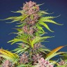 Семена каннабиса  Auto Mimosa Bruce Banner XL feminised Ganja Seeds