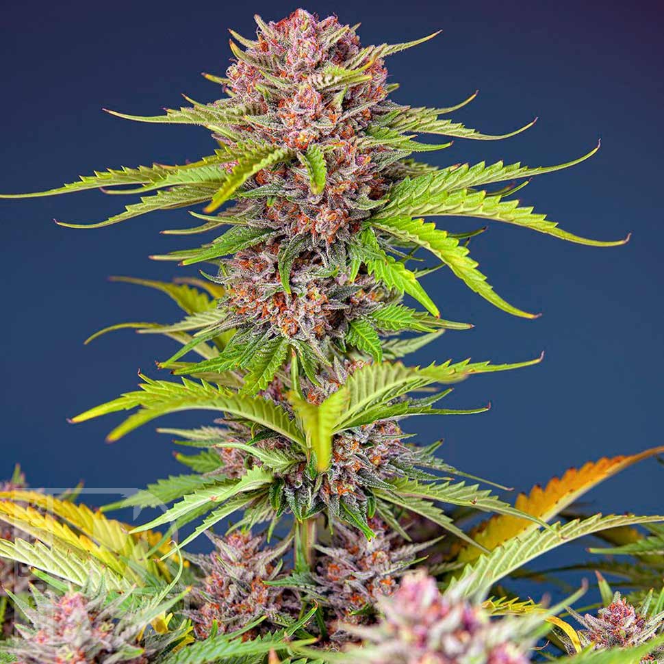Семена каннабиса  Auto Mimosa Bruce Banner XL feminised Ganja Seeds