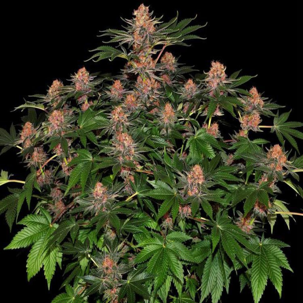 Лучший выбор семян для Вас Purple Punch feminised Ganja Seeds