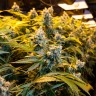 купить семена конопли аутдор Big Bud feminised