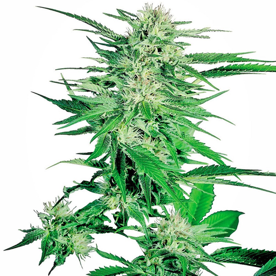 купить семена конопли элитных сортов Big Bud feminised