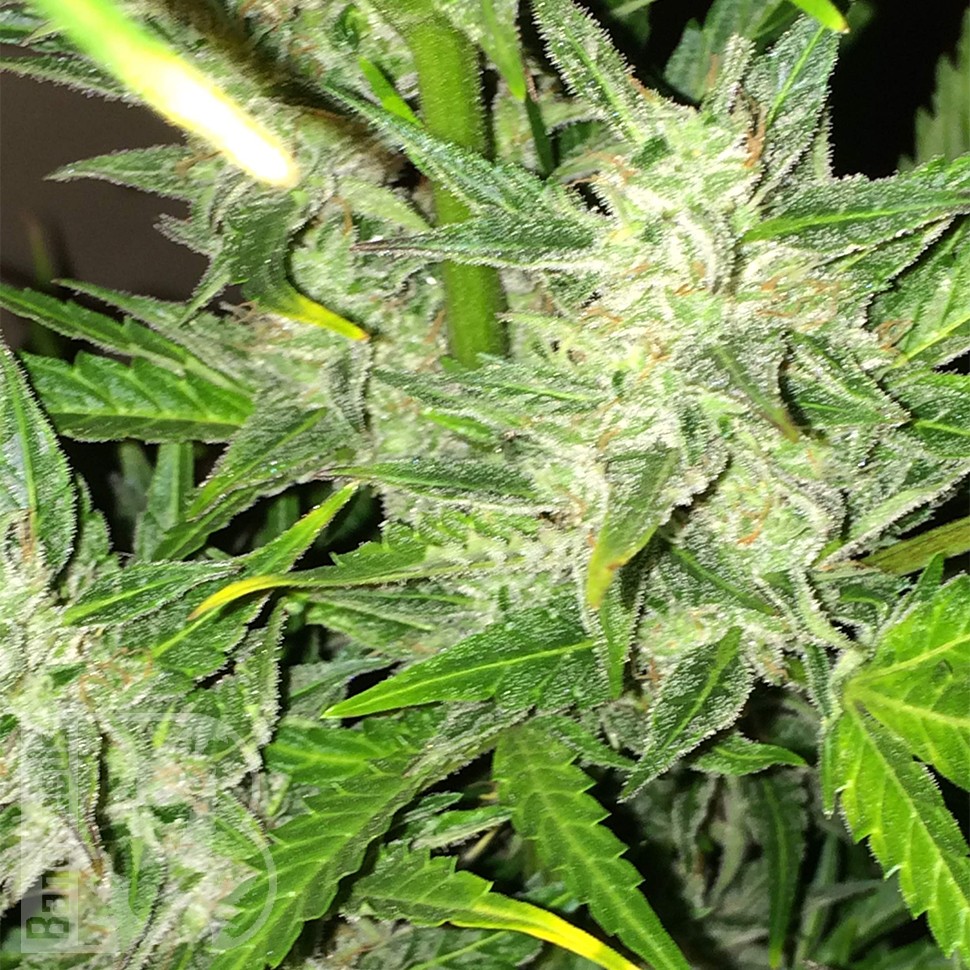 Купить Auto UK Cheese feminised Ganja Seeds