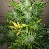 Семена Auto UK Cheese feminised Ganja Seeds