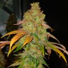 Семена конопли Bad Azz Kush feminised Ganja Seeds