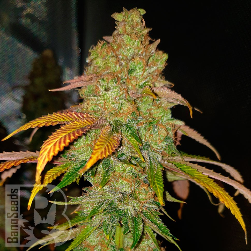 Семена марихуаны  Bad Azz Kush feminised Ganja Seeds