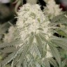 Семена конопли Bad Azz Kush feminised Ganja Seeds купить