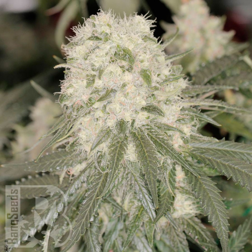 Семена конопли Bad Azz Kush feminised Ganja Seeds купить