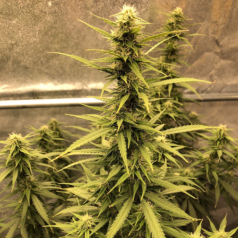 семена конопли недорого Auto Big Bud XXL feminised Ganja Seeds