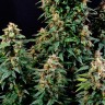 Семена Watermelon Zkittlez feminised Ganja Seeds