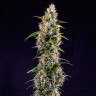 Семки Watermelon Zkittlez feminised Ganja Seeds