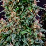 Watermelon Zkittlez feminised Ganja Seeds купить