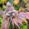 Watermelon Zkittlez feminised Ganja Seeds заказать