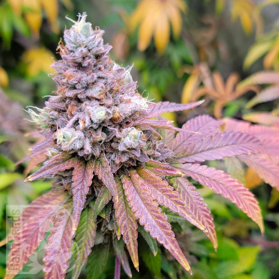 Watermelon Zkittlez feminised Ganja Seeds заказать