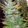 Семена ганжа  Opium feminised Ganja Seeds