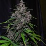 семена конопли Auto LSD feminised Ganja Seeds