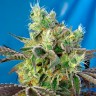 Семена Do-Sweet-Dos feminised Ganja Seeds