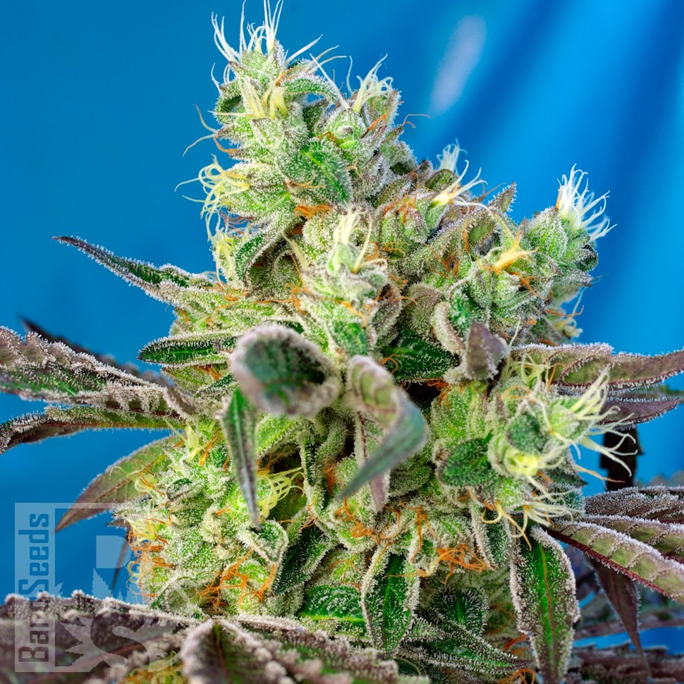 Семена Do-Sweet-Dos feminised Ganja Seeds