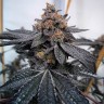 Семена конопли Do-Sweet-Dos feminised Ganja Seeds