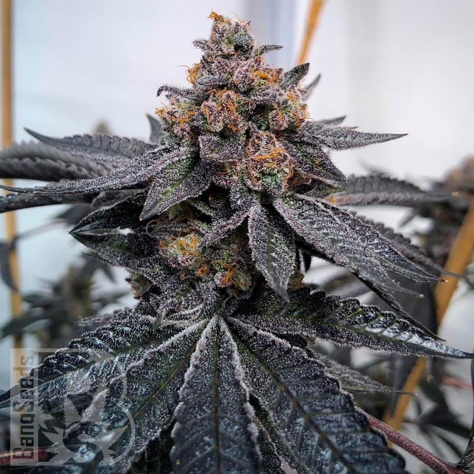 Семена конопли Do-Sweet-Dos feminised Ganja Seeds