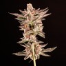 Do-Sweet-Dos feminised Ganja Seeds заказать