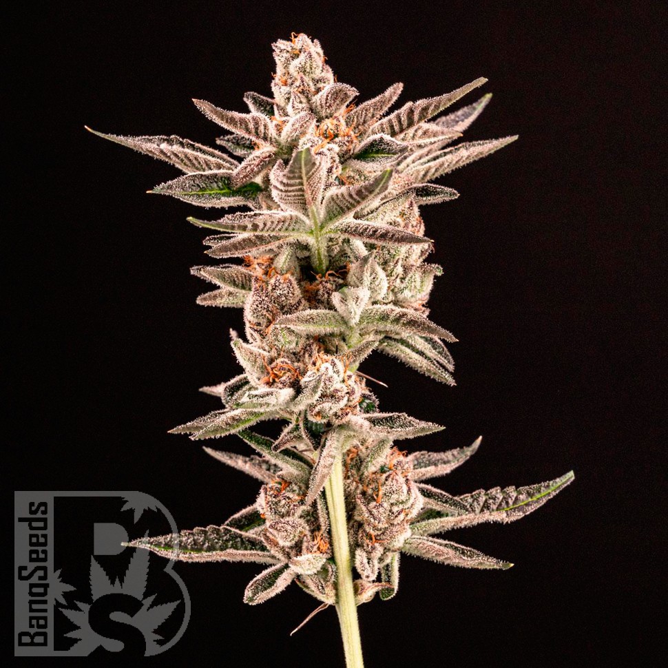 Do-Sweet-Dos feminised Ganja Seeds заказать