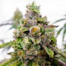 Do-Sweet-Dos feminised Ganja Seeds купить