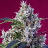 Семки Indigo Berry Kush feminised Ganja Seeds