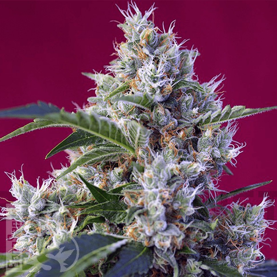 Indigo Berry Kush feminised Ganja Seeds