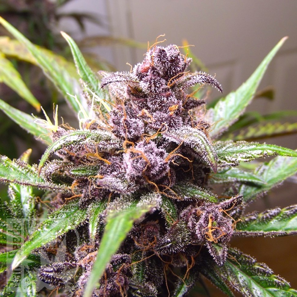 Купить Indigo Berry Kush feminised Ganja Seeds