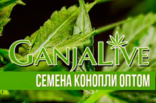 Семена конопли оптом - GanjaLaveGroup